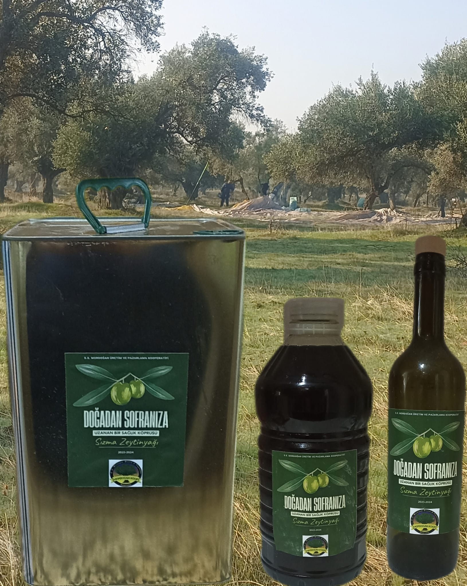 İzmir Bayındır 2024 Zeytin Hasadı