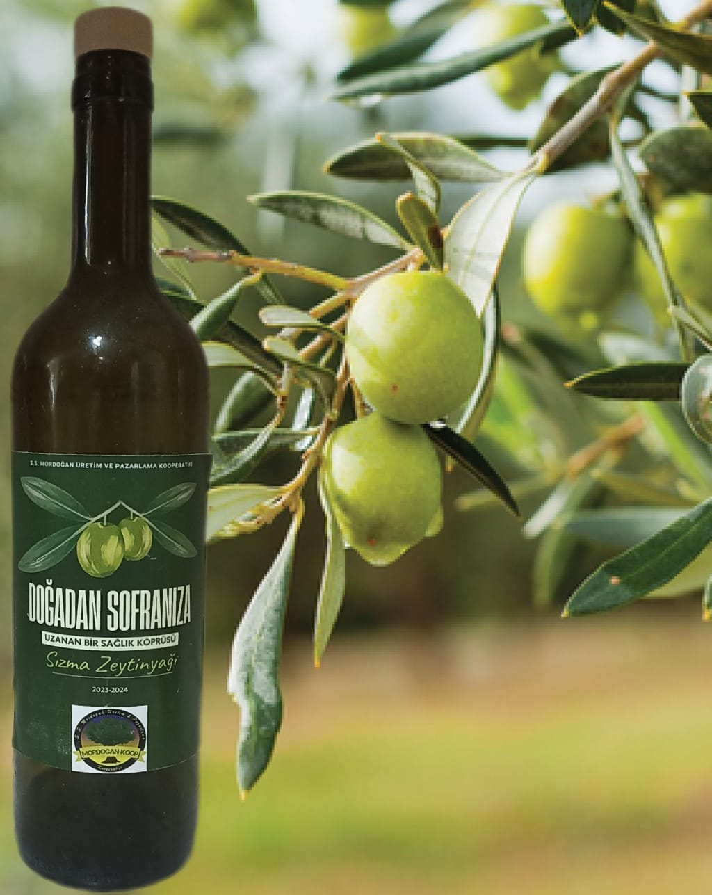 Mordoğan Koop Zeytinyağı Şişe